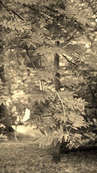 Szary + Sepia