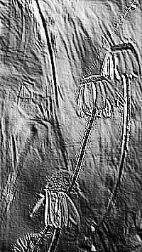 Skamielina