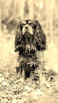 Szary + Sepia