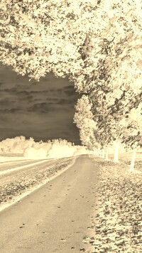 Sepia + Negatyw