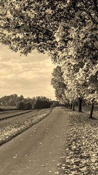 Szary + Sepia
