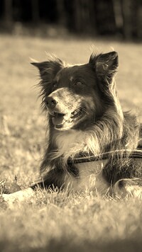 Szary + Sepia