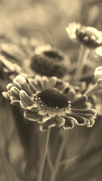 Szary + Sepia