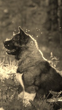 Szary + Sepia