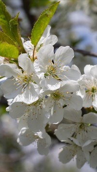 Oryginalny obrazek