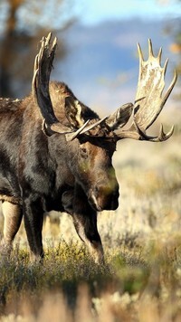 Oryginalny obrazek