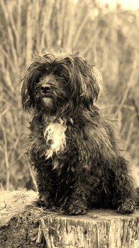 Sepia