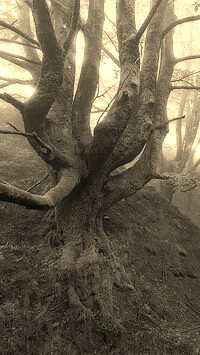 Szary + Sepia
