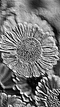 Skamielina