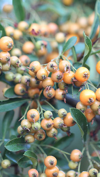 Oryginalny obrazek