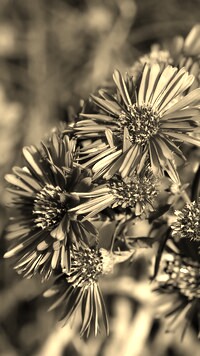 Szary + Sepia