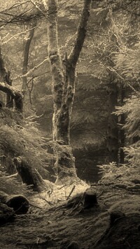 Sepia