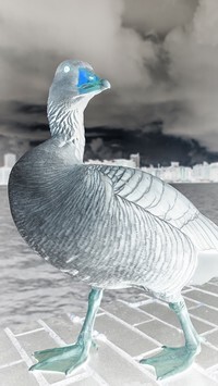 Negatyw