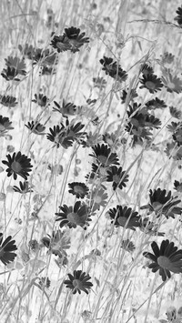 Szary + Negatyw