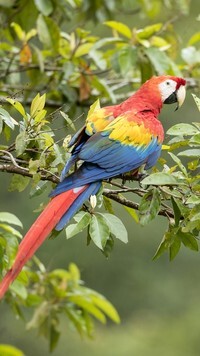 Oryginalny obrazek