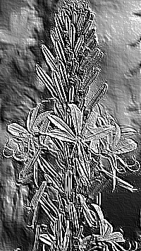 Skamielina