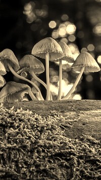 Sepia
