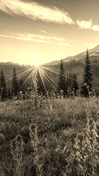 Sepia