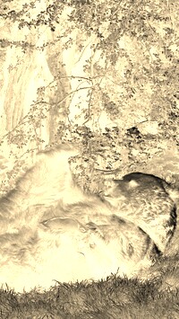 Sepia + Negatyw