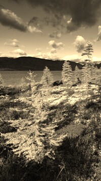 Sepia
