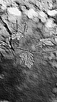 Skamielina