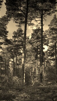 Szary + Sepia