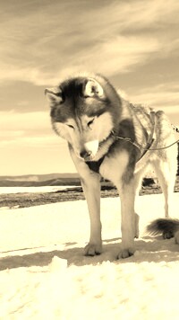 Sepia
