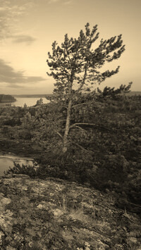 Szary + Sepia