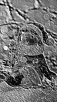 Skamielina