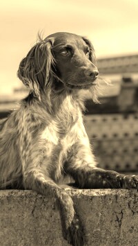 Szary + Sepia