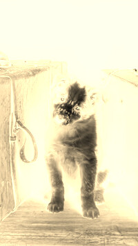 Sepia + Negatyw