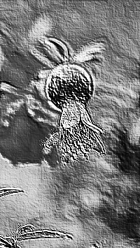 Skamielina