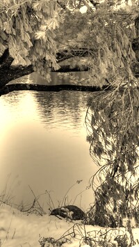 Szary + Sepia