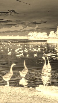 Sepia + Negatyw