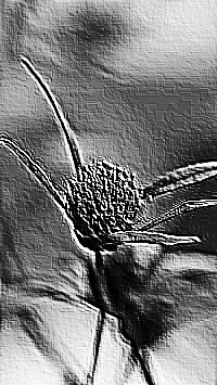Skamielina