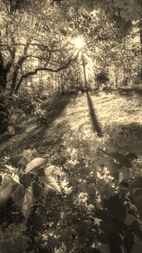 Sepia