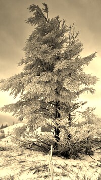 Szary + Sepia
