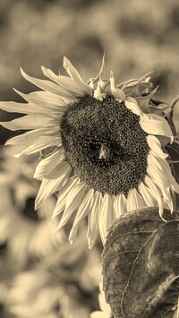 Szary + Sepia