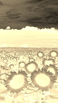 Sepia + Negatyw