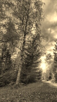 Szary + Sepia