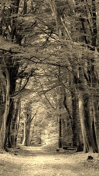 Szary + Sepia