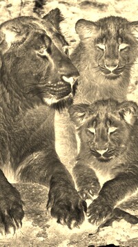 Sepia + Negatyw