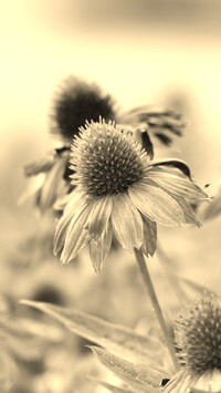 Szary + Sepia