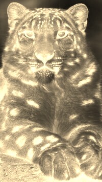 Sepia + Negatyw