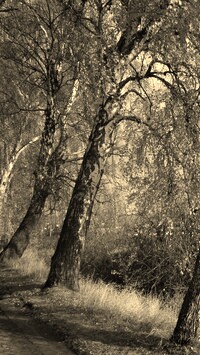 Szary + Sepia