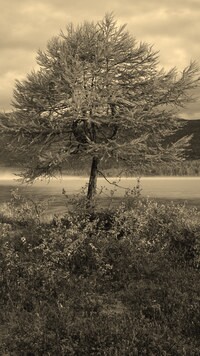 Szary + Sepia