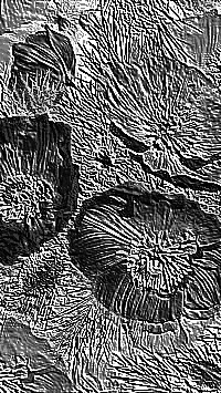 Skamielina
