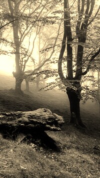 Szary + Sepia