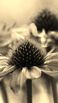 Szary + Sepia