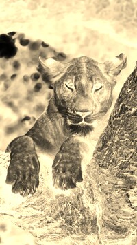 Sepia + Negatyw